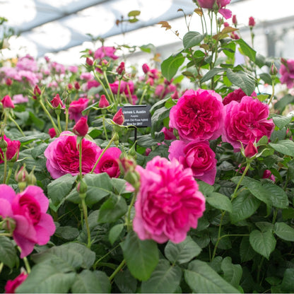 ジェームズ・L. オースチン - James L. Austin (Auspike) - david-austin-roses-japan