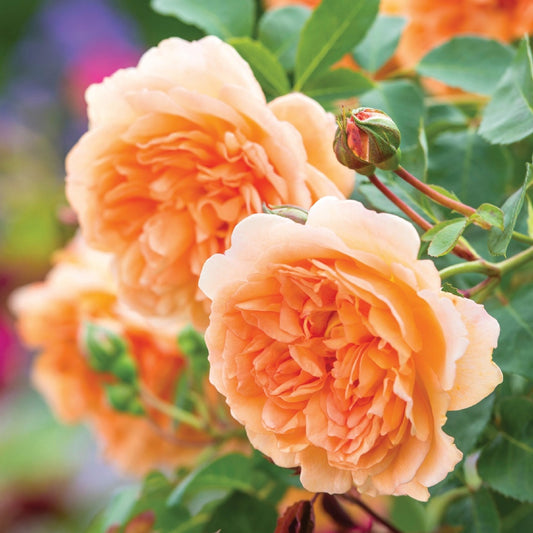 デイム・ジュディ・デンチ裸苗 - Dame Judi Dench (Ausquaker) - david-austin-roses-japan