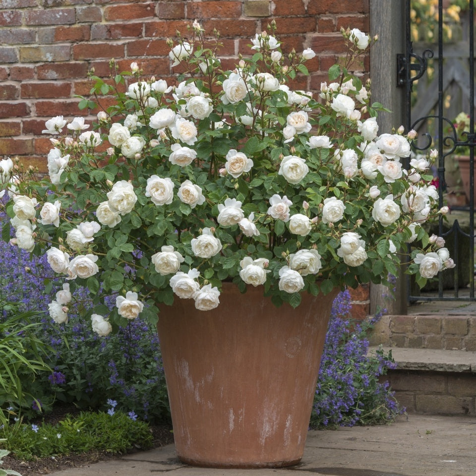 デスデモーナ 鉢苗 - Desdemona Potted (Auskindling) - david-austin-roses-japan