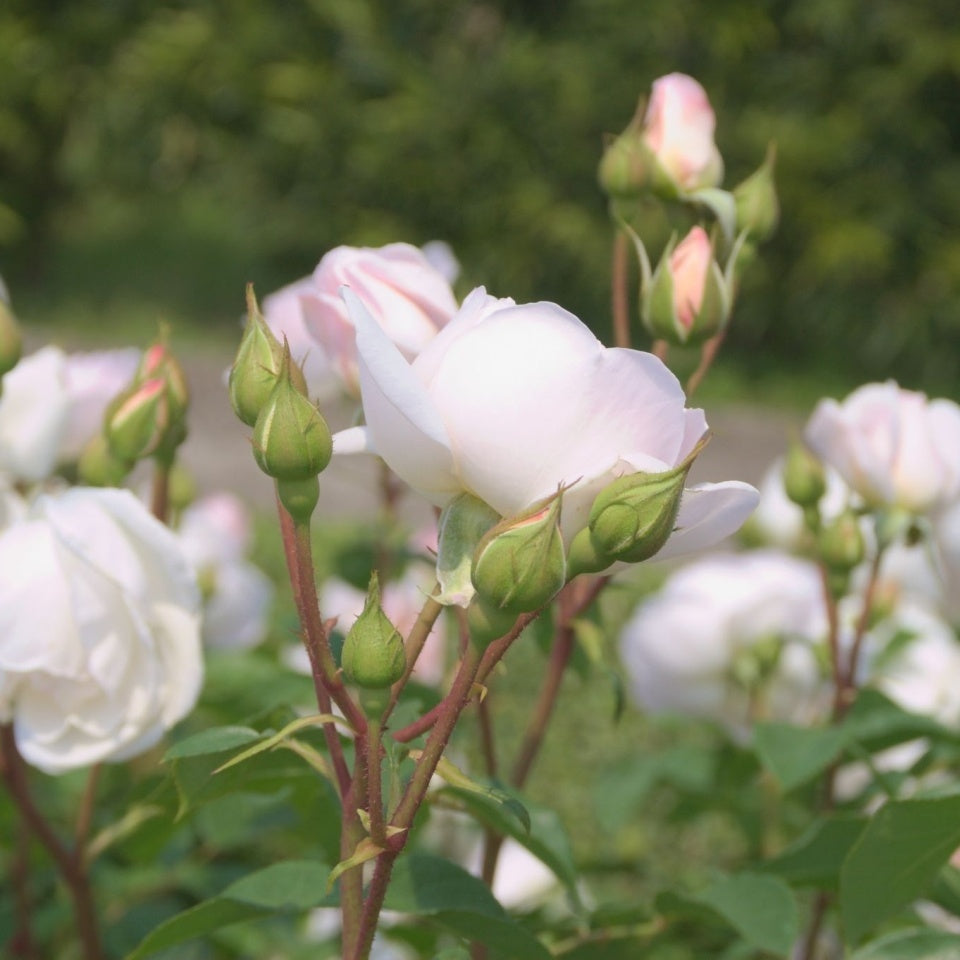 デスデモーナ - Desdemona (Auskindling) – David Austin Roses Japan