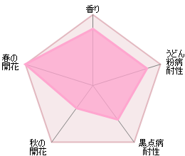 ジ・エンシェント・マリナー鉢苗 - The Ancient Mariner Potted (Ausoutcry) - david-austin-roses-japan