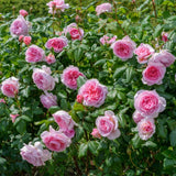 ジ・エンシェント・マリナー鉢苗 - The Ancient Mariner Potted (Ausoutcry) - david-austin-roses-japan