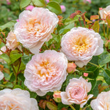 エミリー・ブロンテ 裸苗 - Emily Brontë (Ausearnshaw) - david-austin-roses-japan