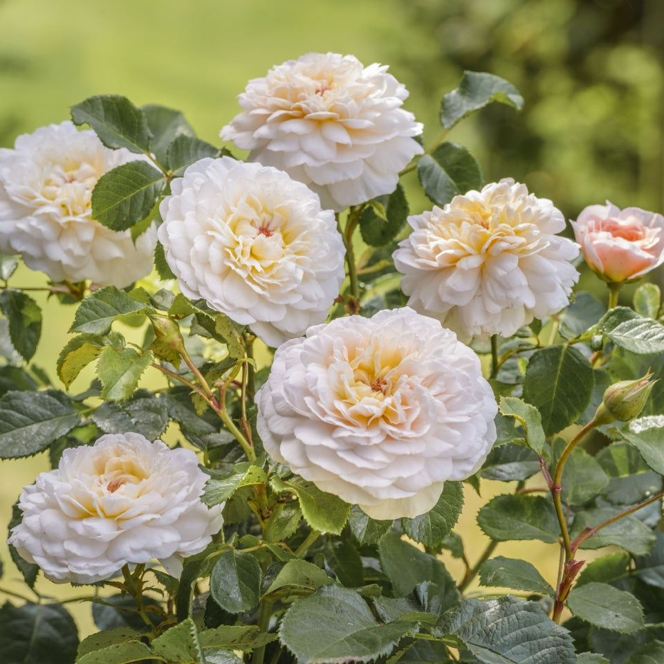 エミリー・ブロンテ 裸苗 - Emily Brontë (Ausearnshaw) - david-austin-roses-japan