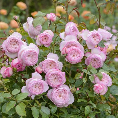 ザ・ミル・オン・ザ・フロス裸苗 - The Mill on the Floss (Austulliver) - david-austin-roses-japan