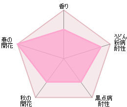 トッタリング・バイ・ジェントリー 裸苗- Tottering-by-Gently (Auscartoon) - david-austin-roses-japan