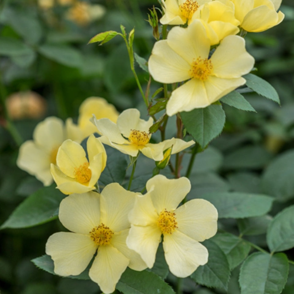 トッタリング・バイ・ジェントリー 裸苗- Tottering-by-Gently (Auscartoon) - david-austin-roses-japan