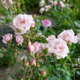 ニュー・ドーン裸苗 - New Dawn - david-austin-roses-japan