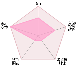 トランクウィリティー裸苗 - Tranquillity (Ausnoble) - david-austin-roses-japan