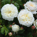 トランクウィリティー裸苗 - Tranquillity (Ausnoble) - david-austin-roses-japan