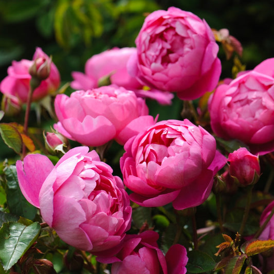 ロイヤル・ジュビリー裸苗 - Royal Jubilee (Auspaddle) - david-austin-roses-japan