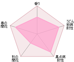 ザ・ラーク・アセンディング裸苗 - The Lark Ascending (Ausursula) - david-austin-roses-japan