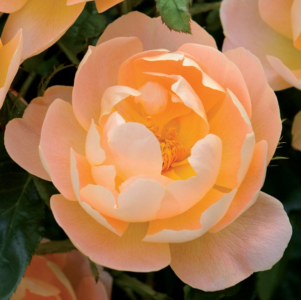 ザ・ラーク・アセンディング裸苗 - The Lark Ascending (Ausursula) - david-austin-roses-japan