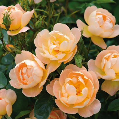 ザ・ラーク・アセンディング裸苗 - The Lark Ascending (Ausursula) - david-austin-roses-japan