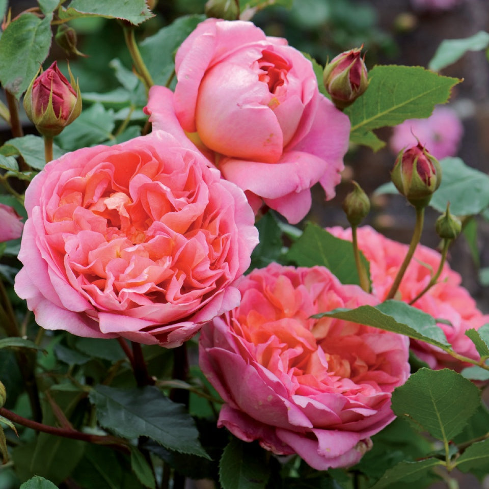 ボスコベル裸苗 - Boscobel (Auscousin) - david-austin-roses-japan
