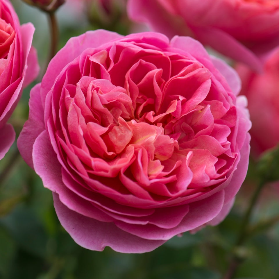 ボスコベル裸苗 - Boscobel (Auscousin) – David Austin Roses Japan