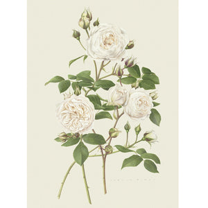 「クレア・オースチン」限定版画 - 'Claire Austin' Limited Edition Print - david-austin-roses-japan
