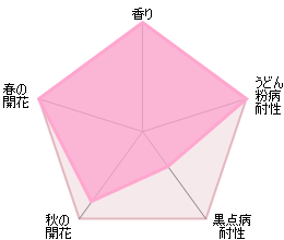 ボスコベル鉢苗 - Boscobel Potted (Auscousin) - david-austin-roses-japan