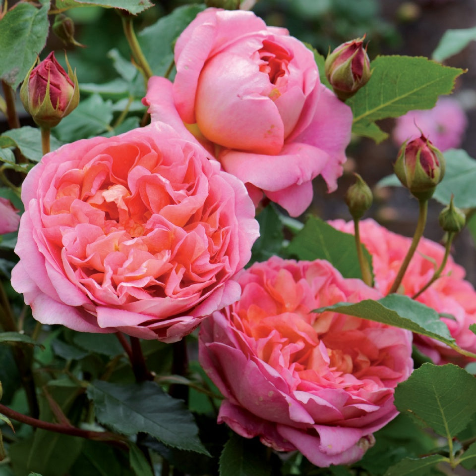 ボスコベル鉢苗 - Boscobel Potted (Auscousin) - david-austin-roses-japan