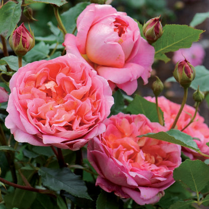 ボスコベル鉢苗 - Boscobel Potted (Auscousin) - david-austin-roses-japan