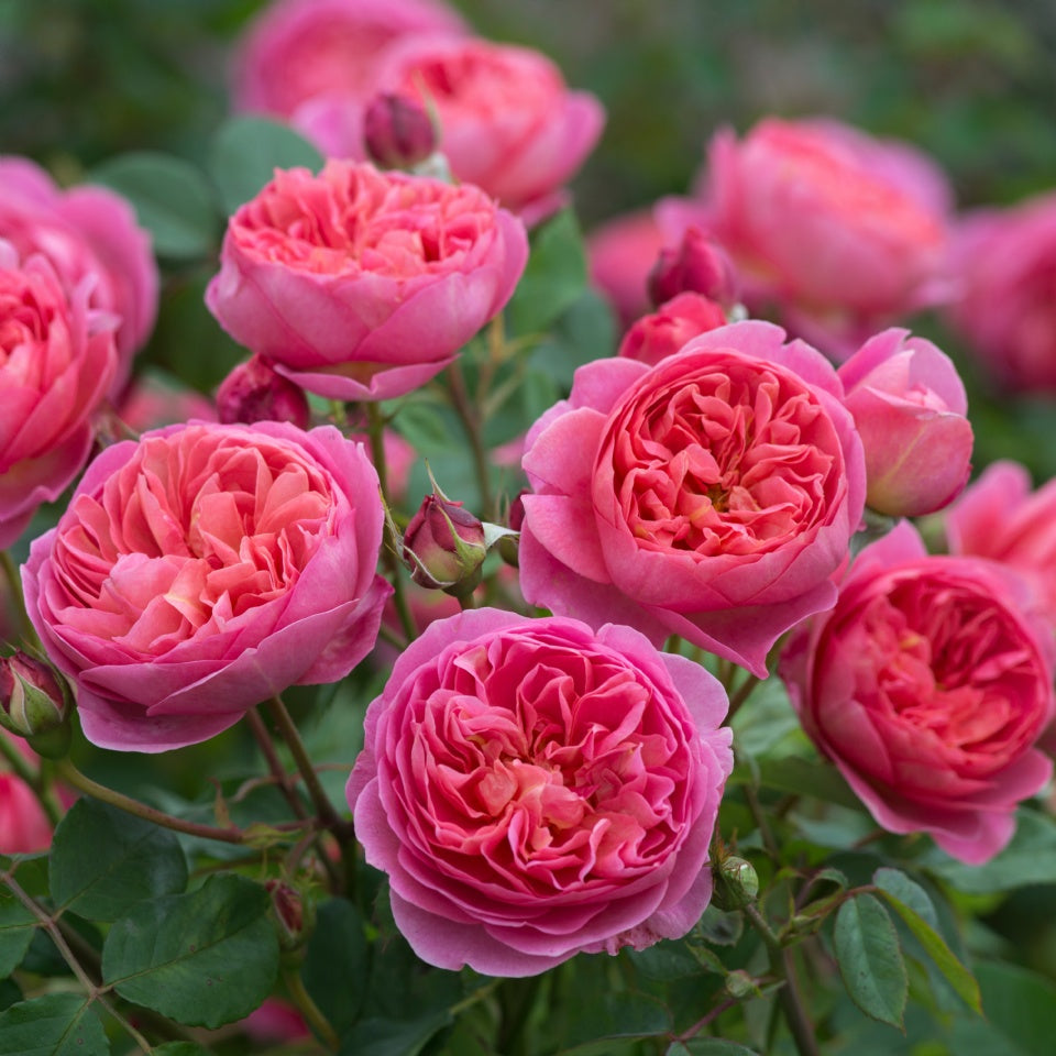 ボスコベル鉢苗 - Boscobel Potted (Auscousin) – David Austin Roses