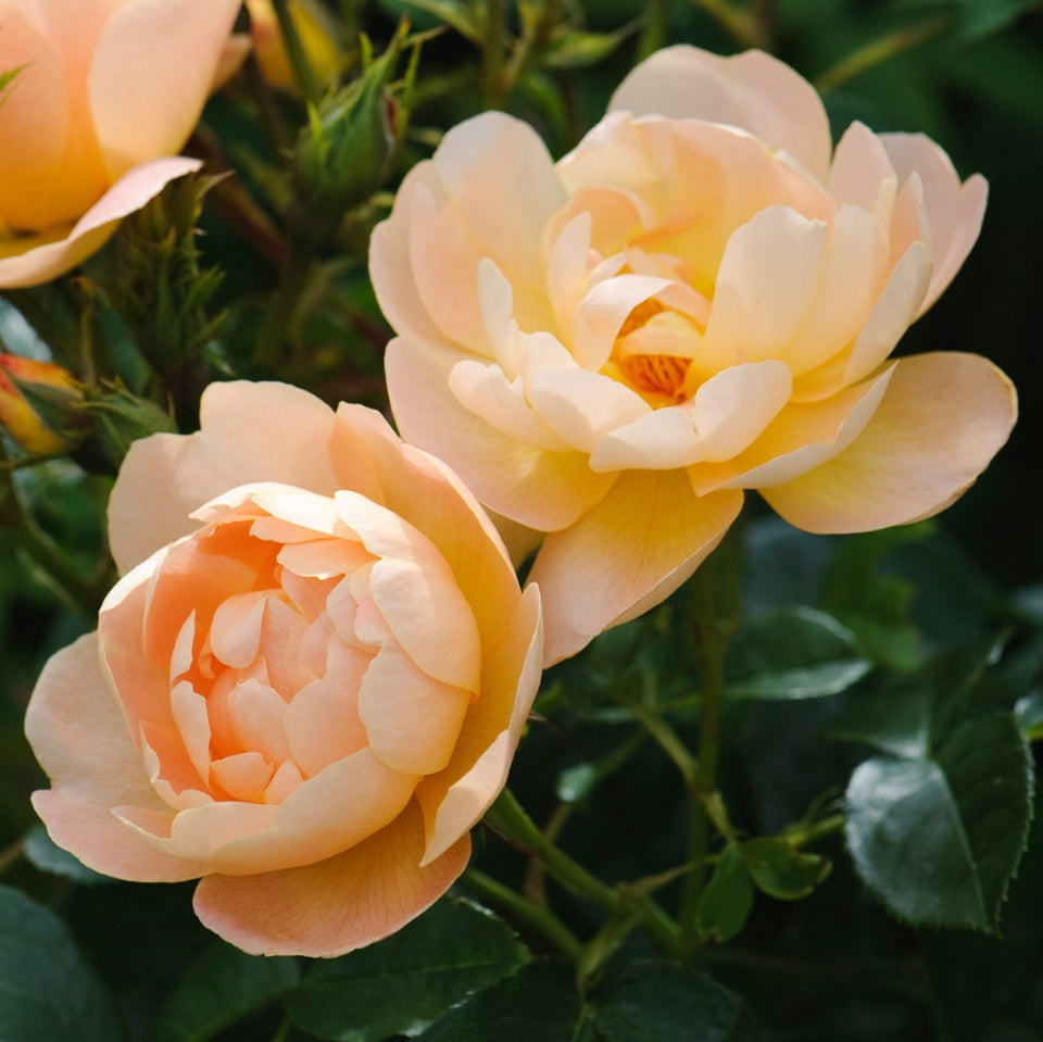 ザ・ラーク・アセンディング鉢苗 - The Lark Ascending (Ausursula) - david-austin-roses-japan