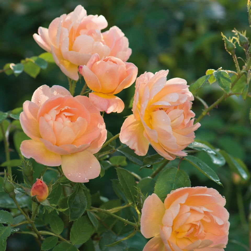 ザ・ラーク・アセンディング鉢苗 - The Lark Ascending (Ausursula) - david-austin-roses-japan