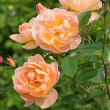 ザ・ラーク・アセンディング鉢苗 - The Lark Ascending (Ausursula) - david-austin-roses-japan
