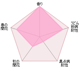 ウォラトン・オールド・ホール　つる裸苗 - Wollerton Old Hall Climbing (Ausblanket) - david-austin-roses-japan