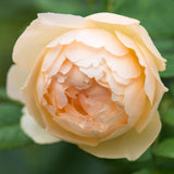ウォラトン・オールド・ホール　つる裸苗 - Wollerton Old Hall Climbing (Ausblanket) - david-austin-roses-japan