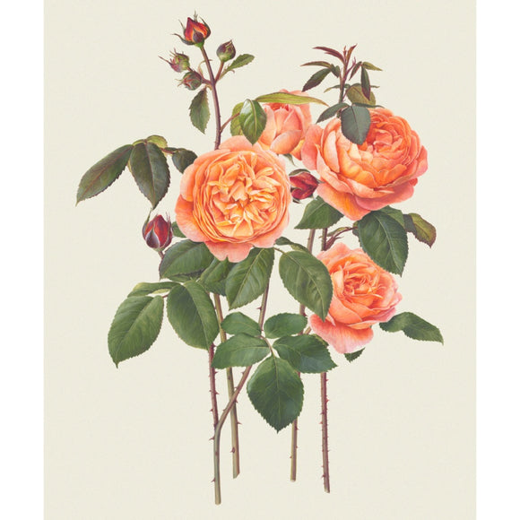 「レディ･エマ･ハミルトン」限定版画 - 'Lady Emma Hamilton' Limited Edition Print - david-austin-roses-japan