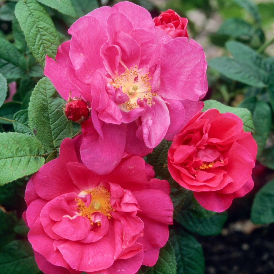 ロサ・ガリカ・オフィシナリス裸苗 - Rosa Gallica Officinalis - david-austin-roses-japan