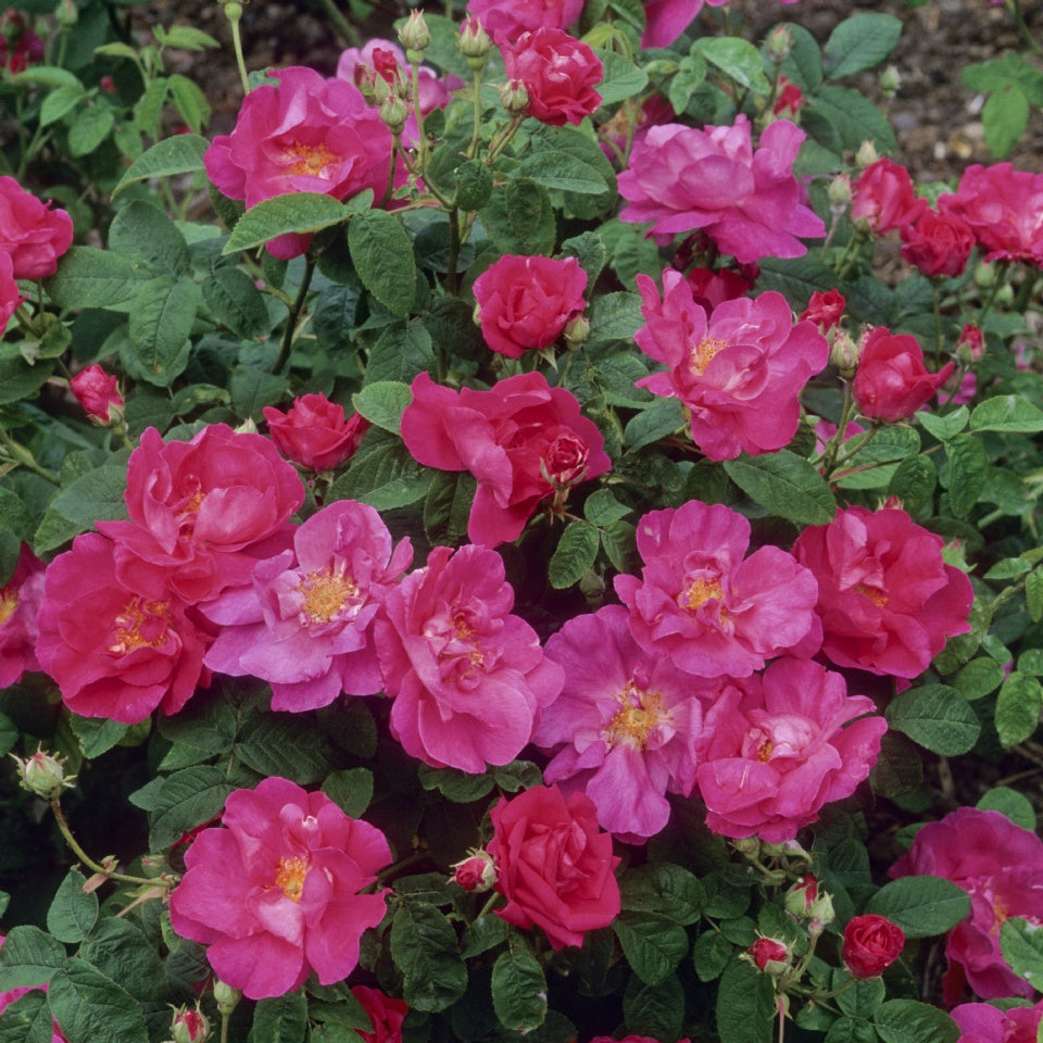 ロサ・ガリカ・オフィシナリス裸苗 - Rosa Gallica Officinalis - david-austin-roses-japan