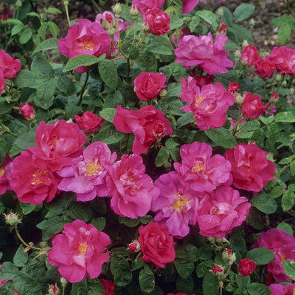 ロサ・ガリカ・オフィシナリス裸苗 - Rosa Gallica Officinalis - david-austin-roses-japan