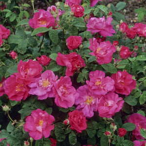 ロサ・ガリカ・オフィシナリス裸苗 - Rosa Gallica Officinalis - david-austin-roses-japan