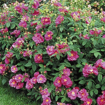 ロサ・ガリカ・オフィシナリス裸苗 - Rosa Gallica Officinalis - david-austin-roses-japan