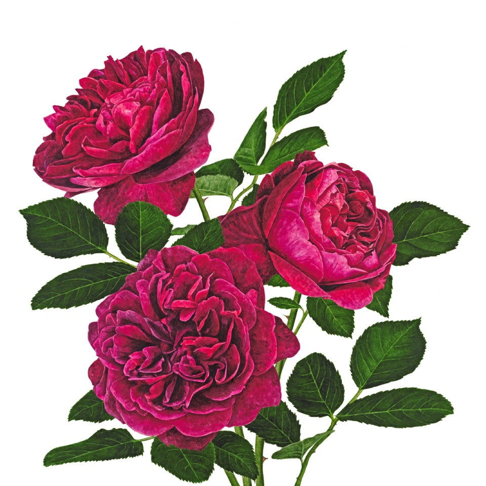 「ダーシー･バッセル」限定版画 - 'Darcey Bussell' Limited Edition Print - david-austin-roses-japan