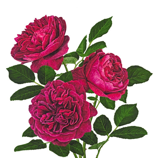 「ダーシー･バッセル」限定版画 - 'Darcey Bussell' Limited Edition Print - david-austin-roses-japan