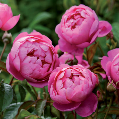 ロイヤル・ジュビリー　 鉢苗 - Royal Jubilee (Auspaddle) - david-austin-roses-japan