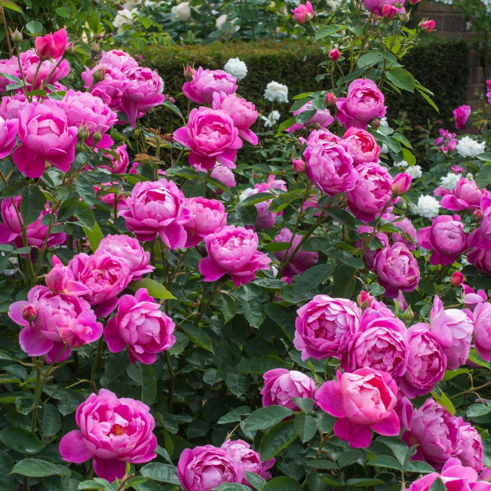 ロイヤル・ジュビリー　 鉢苗 - Royal Jubilee (Auspaddle) - david-austin-roses-japan