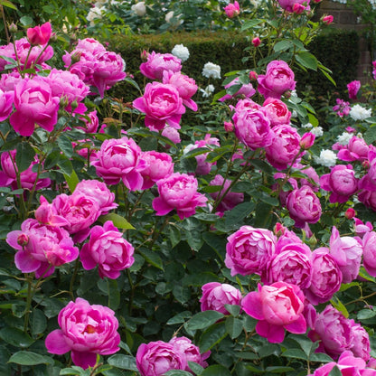 ロイヤル・ジュビリー　 鉢苗 - Royal Jubilee (Auspaddle) - david-austin-roses-japan