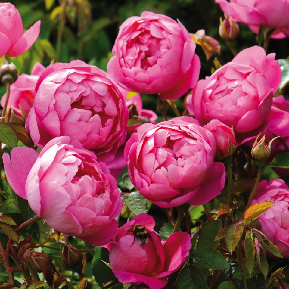 ロイヤル・ジュビリー　 鉢苗 - Royal Jubilee (Auspaddle) - david-austin-roses-japan