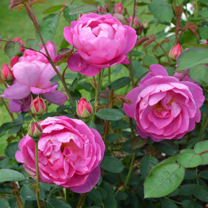 ロイヤル・ジュビリー　 鉢苗 - Royal Jubilee (Auspaddle) - david-austin-roses-japan