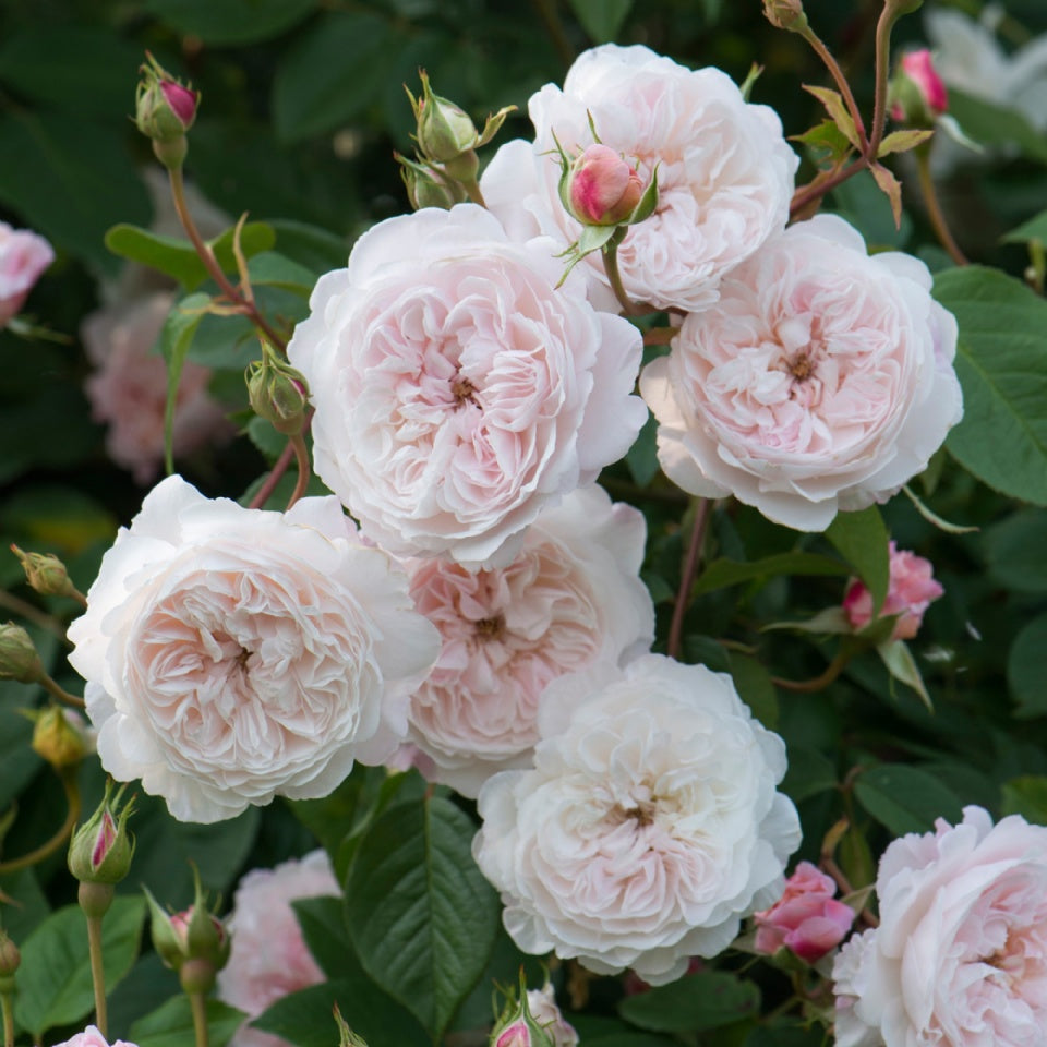 ジ・オルブライトン・ランブラー鉢苗 - The Albrighton Rambler (Ausmobile) - david-austin-roses-japan