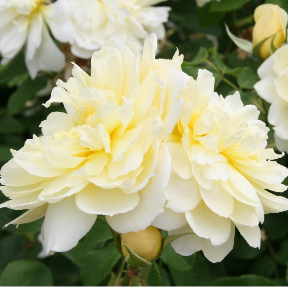 イモージェン裸苗 - Imogen (Austritch) - david-austin-roses-japan