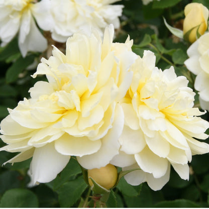 イモージェン裸苗 - Imogen (Austritch) - david-austin-roses-japan