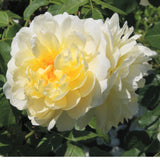 イモージェン裸苗 - Imogen (Austritch) - david-austin-roses-japan