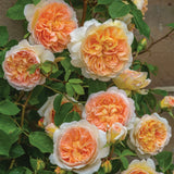 バスシーバ裸苗 - Bathsheba (Auschimbley) - david-austin-roses-japan