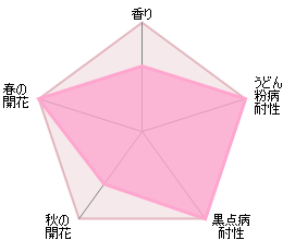 オリビア・ローズ・オースチン鉢苗 - Olivia Rose Austin (Ausmixture) - david-austin-roses-japan