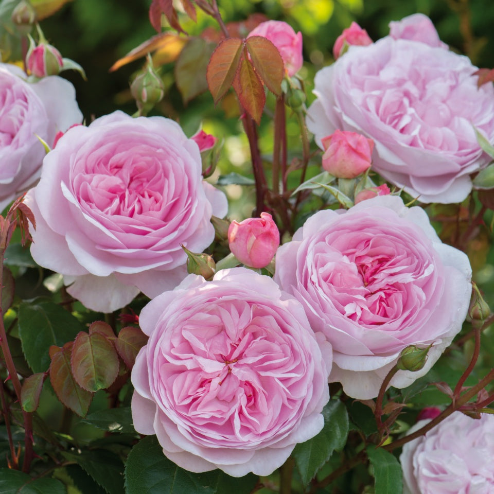 オリビア・ローズ・オースチン鉢苗 - Olivia Rose Austin (Ausmixture) - david-austin-roses-japan